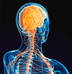 Nervous System